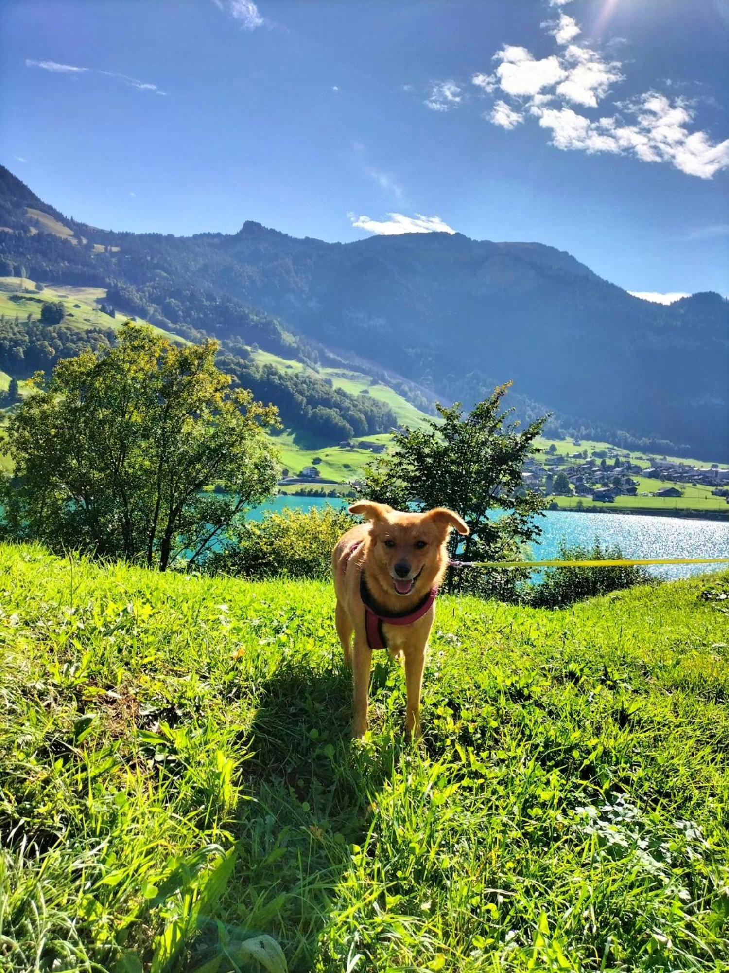 Gemütliche FeWo mit Sauna inmitten der Berge Apartamento Meiringen Exterior foto