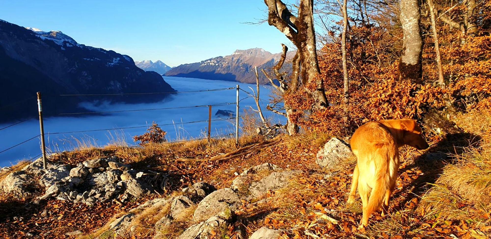 Gemütliche FeWo mit Sauna inmitten der Berge Apartamento Meiringen Exterior foto